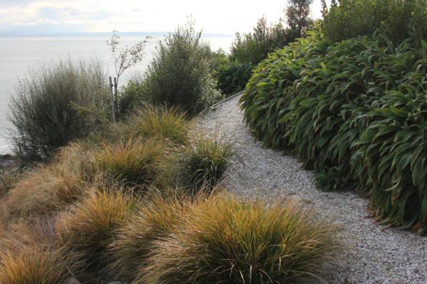 Hill site tussock windgrass